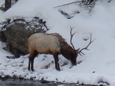 Bull Elk